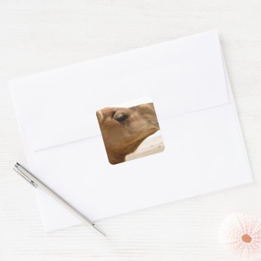 カメル顔 スクエアシール (封筒)