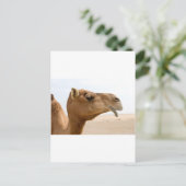 カメル顔 ポストカード (スタンド正面)