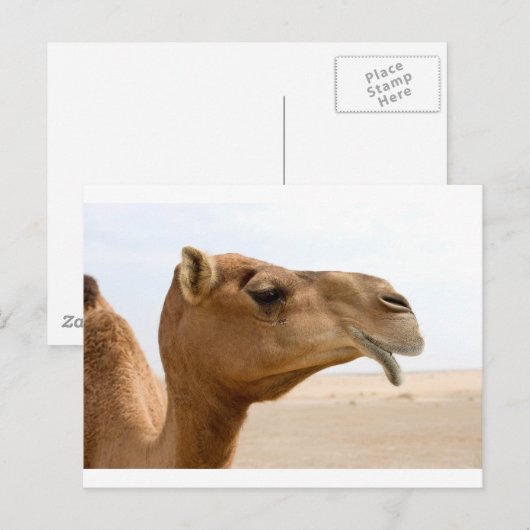 カメル顔 ポストカード (正面/裏面)