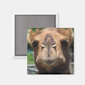 カメル顔 マグネット (正面/裏面)