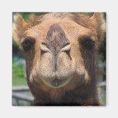 カメル顔 マグネット (正面)