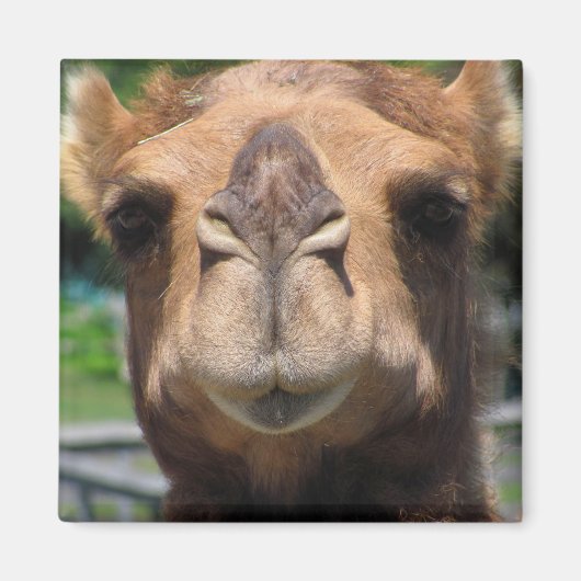 カメル顔 マグネット (正面)