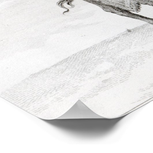 カメル ポスター (角)