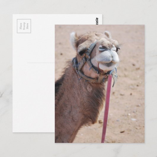 カメル ポストカード (正面/裏面)