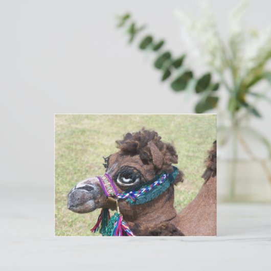 カメル ポストカード (スタンド正面)