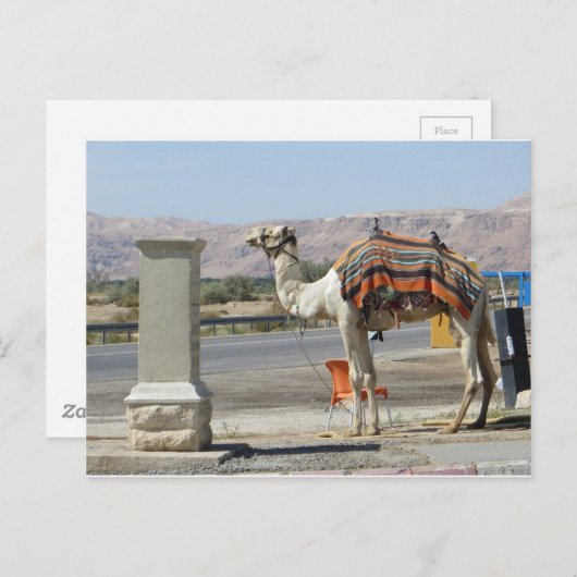 カメル ポストカード (正面/裏面)