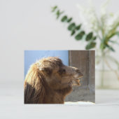 カメル ポストカード (スタンド正面)