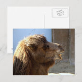 カメル ポストカード (正面/裏面)