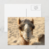 カメル ポストカード (正面/裏面)