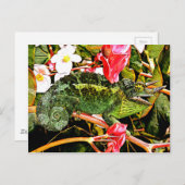 カメレオンカリスマ ポストカード (正面/裏面)