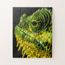 カメレオンポートレート