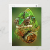 カメレオン写真 ポストカード (正面/裏面)