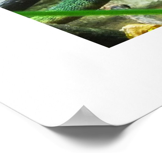 カメレオン動物 ポスター (角)