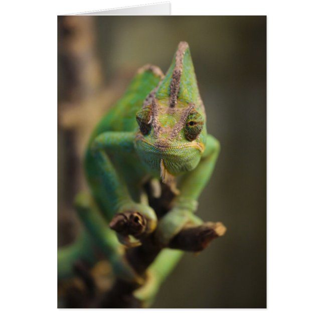 カメレオン (正面)