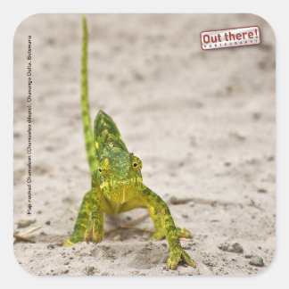 カメレオン スクエアシール