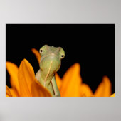 カメレオン ポスター (正面)