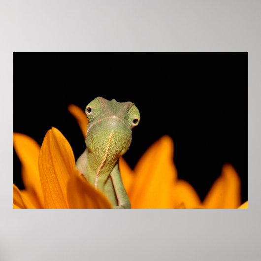 カメレオン ポスター (正面)