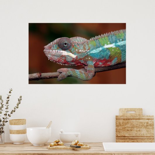 カメレオン ポスター (キッチン)