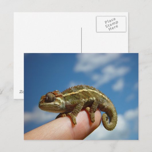 カメレオン ポストカード (正面/裏面)