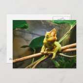 カメレオン ポストカード (正面/裏面)