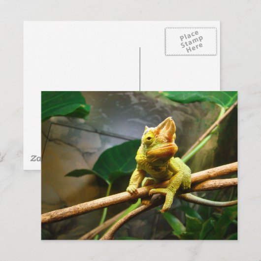 カメレオン ポストカード (正面/裏面)