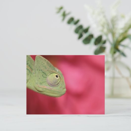 カメレオン ポストカード (スタンド正面)