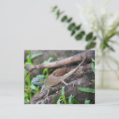 カメレオン ポストカード (スタンド正面)