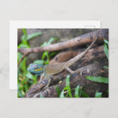 カメレオン ポストカード (正面/裏面)