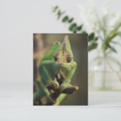 カメレオン ポストカード (スタンド正面)