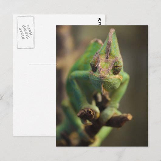カメレオン ポストカード (正面/裏面)