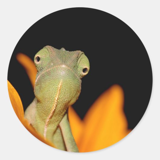 カメレオン ラウンドシール (正面)