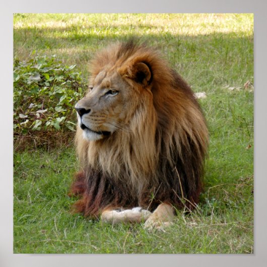 カメロン3 11x11 ポスター (正面)