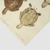 カメヴィンテージエフェメラデクページ 薄葉紙 (詳細)