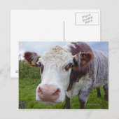 カメ独身のラを慎重に選ぶ ポストカード (正面/裏面)