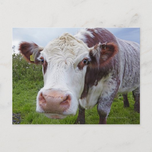 カメ独身のラを慎重に選ぶ ポストカード (正面)