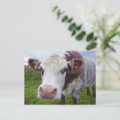 カメ独身のラを慎重に選ぶ ポストカード (スタンド正面)