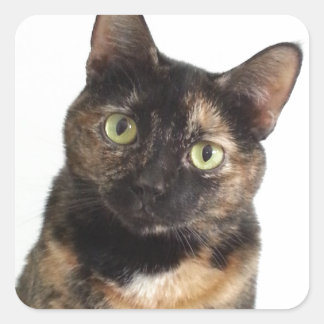 カメ猫 スクエアシール