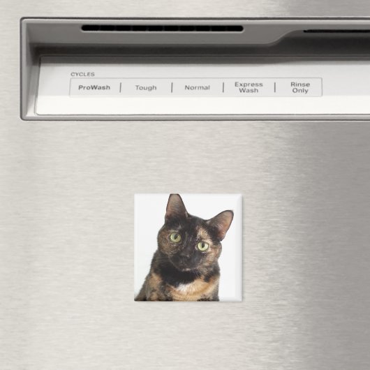 カメ猫 マグネット (インサイチュ (食洗機))