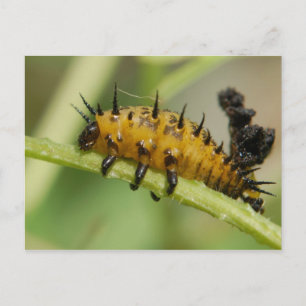 カメ甲虫幼虫はがき ポストカード