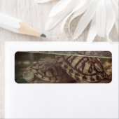 カメ自然の住所 シール (インサイチュ)