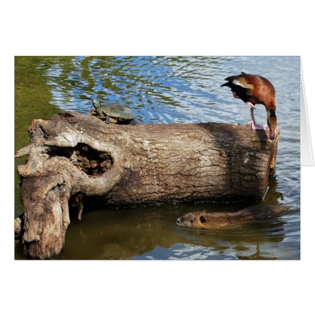 カメ、アヒルおよびNutria (正面横)