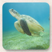 カメ コースター (正面)