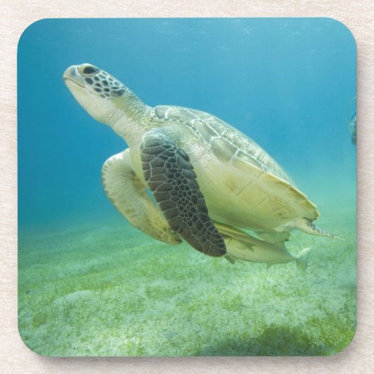 カメ コースター (正面)