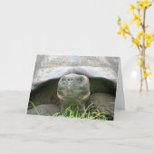 カメ、サンタクルス島、ガラパゴス カード (黄色い花)