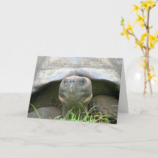 カメ、サンタクルス島、ガラパゴス カード (黄色い花)