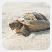 カメ スクエアシール (正面)