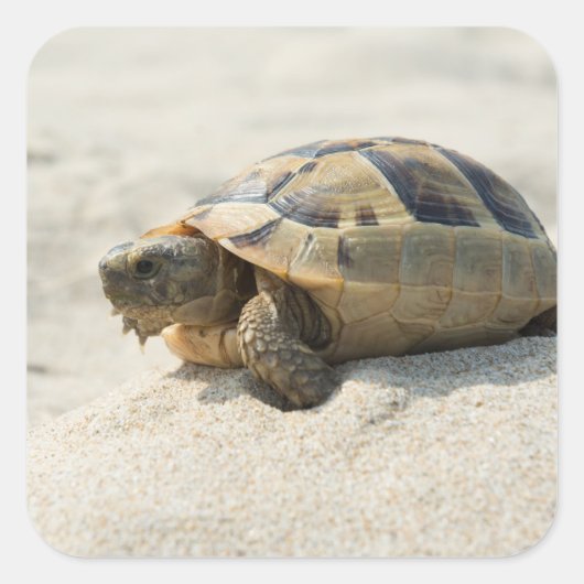 カメ スクエアシール (正面)