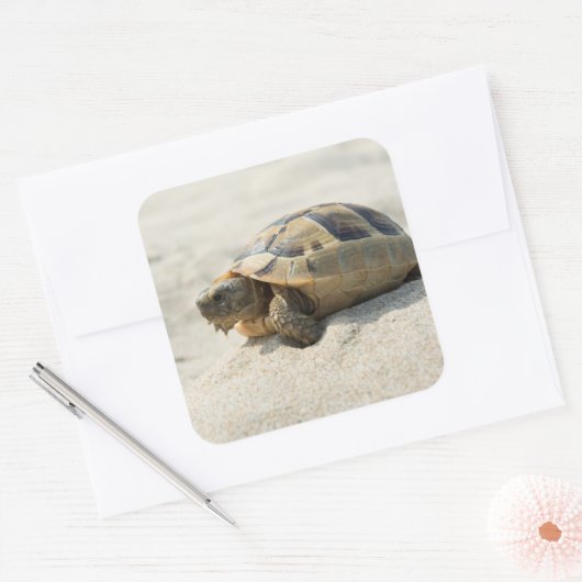 カメ スクエアシール (封筒)