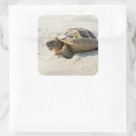 カメ スクエアシール (バッグ)