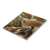 カメ（チェロニア）バイヘッケル タイル (側面)